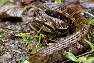 Obraz premium Venomous Costa Rican Montane Pit Viper (Cerrophidion sasai) in cloud forest Boquete Panama