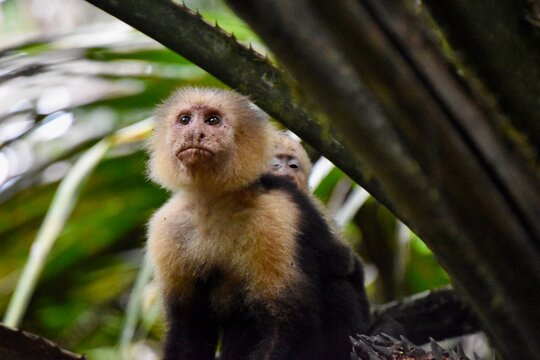 White-headed Capuchin monkey mother with baby in Soberania Nationalpark Panama