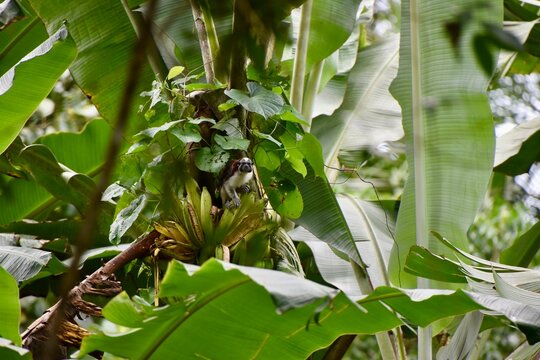 Geoffroy&acute;s tamarin monkey sitting on banana tree in panama rainforest