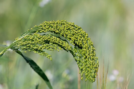 Close up of proso millet (panicum miliaceum)