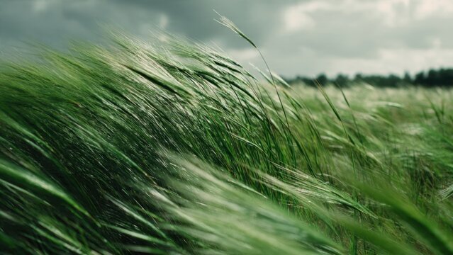 Green grass blowing in a strong wind