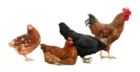 Rooster and hens on white background. Domesticated bird © New Africa