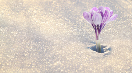 Beautiful violet crocus flowers growing through snow sparkling in sunlight. Banner design