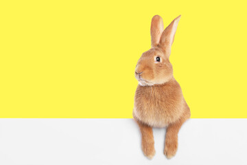 Obraz premium Cute fluffy rabbit behind white banner against yellow background