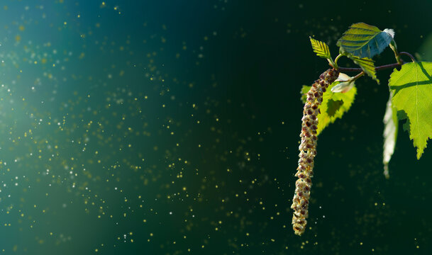 Spring birch blossoms, pollen is flying, pollen allergy