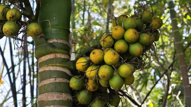 Betel nuts on the tree