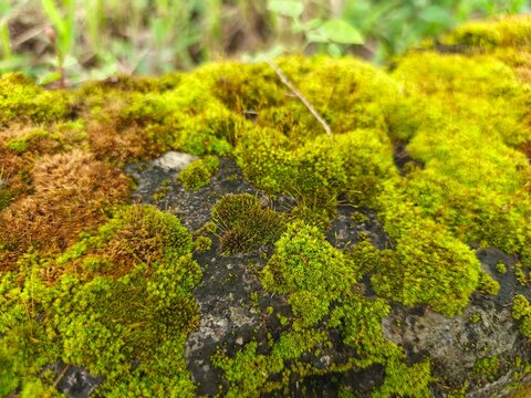 Macro of Bryum capillare moss (Green Carpet Moss) growing on weathered concrete
