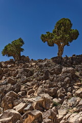 Juvenile specimens of Spanish juniper (Juniperus Thurifera, subs.africana), Lake Aguelmame Sidi Ali, Middle Atlas mountains. Midelt prov.-Morocco-123