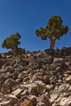 Juvenile specimens of Spanish juniper (Juniperus Thurifera, subs.africana), Lake Aguelmame Sidi Ali, Middle Atlas mountains. Midelt prov.-Morocco-123