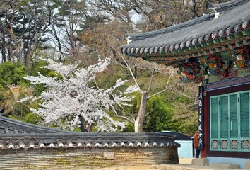 꽃이 핀 사찰의 봄 풍경, 대구 동화사