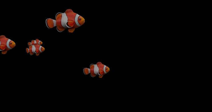 Animated clownfish group swimming on black background