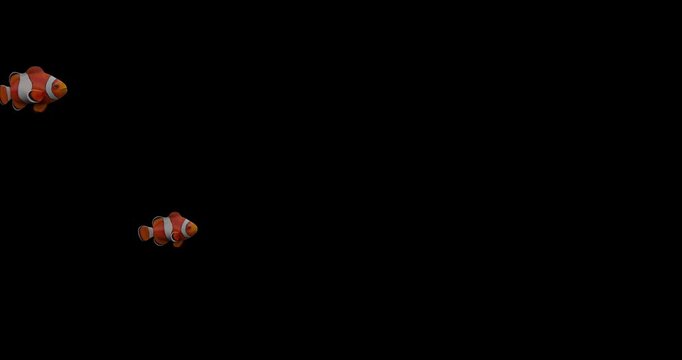 Clownfish swimming isolated on black background marine life
