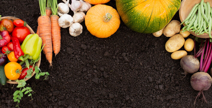 Harvest. A selection of fresh vegetables carrots, pumpkins, potatoes, and beans are displayed on a dark soil surface, evoking a garden environment.