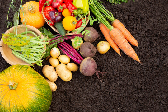 Harvest. A selection of fresh vegetables  carrots, potatoes, beets, and squash   is presented on a dark soil background.