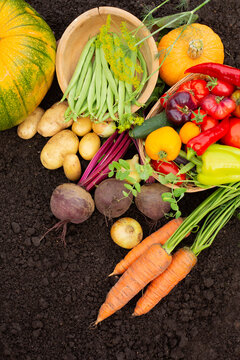 Harvest. A diverse selection of fresh vegetables  carrots, potatoes, tomatoes, and peppers  are arranged on a dark soil background, representing a garden.