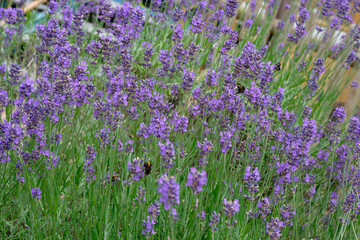 Fototapeta premium Lavender field with bumblebees and bees feeding on blossoms.