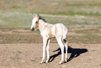 Fototapeta premium White wild horse baby colt in the Apache Sitgreaves National Forest mountains in Heber Arizona United States