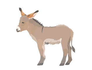 Fototapeta premium Cute cartoon baby Donkey illustration. Vector hand drawn funny farm animal isolated on white background.