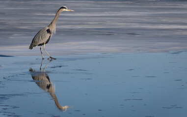 Great Blue Heron on a frozen lake