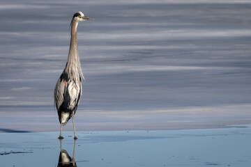 Great Blue Heron on a frozen lake