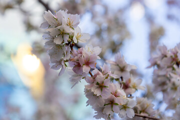 Obraz premium Winter cherry blossoms or Fuyuzakura in Japan