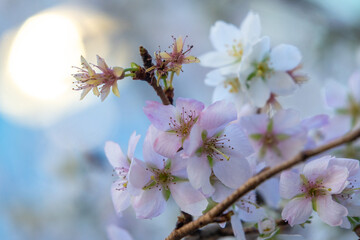 Obraz premium Winter cherry blossoms or Fuyuzakura in Japan