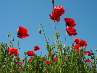 Obraz premium Red Poppies Blooming Under Clear Blue Spring Sky