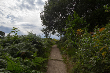 Fototapeta premium Forest landscape near Beek in the Achterhoek