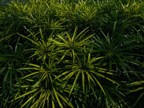 Fresh Botanical Background: Deep Green Ornamental Shrub