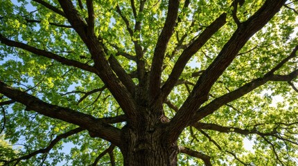 Obraz premium Majestic tree branches reaching towards blue sky