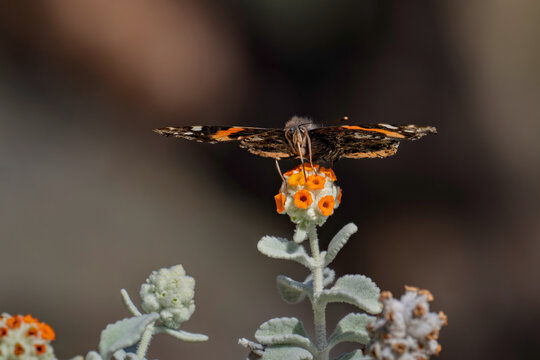 black and orange butterfly in flight, forward facing sucking up nectar from an orange flower