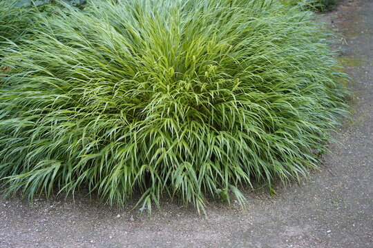 minimalistic image of elegant Hakonechloa macra (Japanese forest grass) near a path.