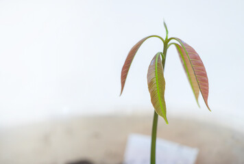 Young Mango Plant with New Leaves - Tropical Seedling Indoors