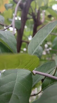 Custard Apple Fruit on Tree Branch