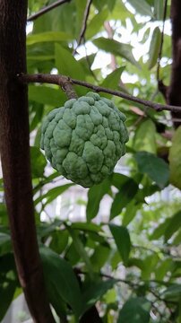 Custard Apple Fruit on Tree Branch