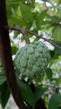 Custard Apple Fruit on Tree Branch