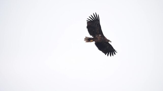 A white-tailed eagle in majestic flight against the sky