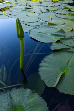 Unopened water-lily bud rising on slender stalk in calm freshwater, surrounded by green pads
