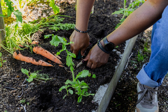 Three carrots lying on dark soil in raised garden bed with seedlings sprouting nearby