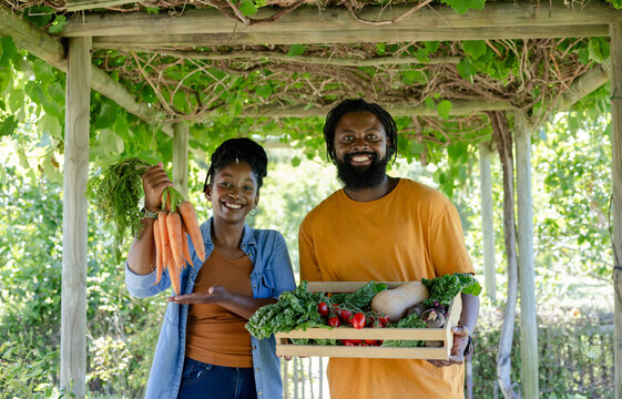 African American couple presenting harvested vegetables under pergola, holding carrots and crate