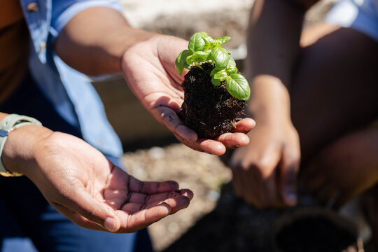 Small green seedling is being presented over open palm in sunny planter area, soil smudges