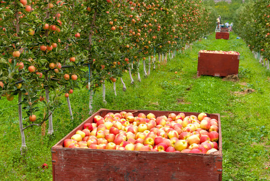 Canada, BC, Okanagan Valley, Gala apples being harvested in the fall.