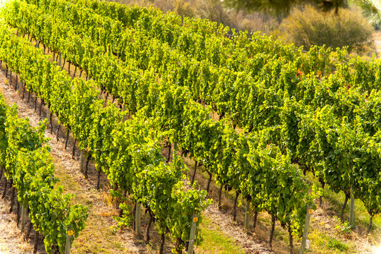 Canada, BC, Okanagan Valley.  Grape vines at a winery