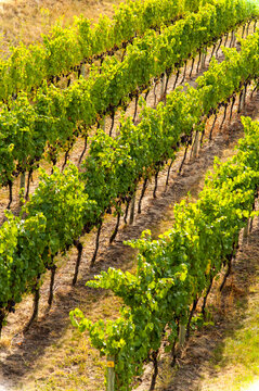Canada, BC, Okanagan Valley.  Grape vines at a winery