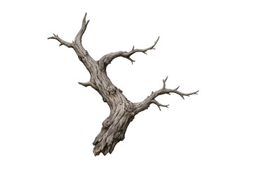 Fototapeta premium Gnarled dead tree trunk and bare branches transparent background