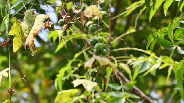Diplocyclos palmatus fruits. It&nbsp;is a&nbsp;vine&nbsp;in the family&nbsp;Cucurbitaceae. Its common name is&nbsp;native bryony&nbsp;and&nbsp;striped cucumber.
