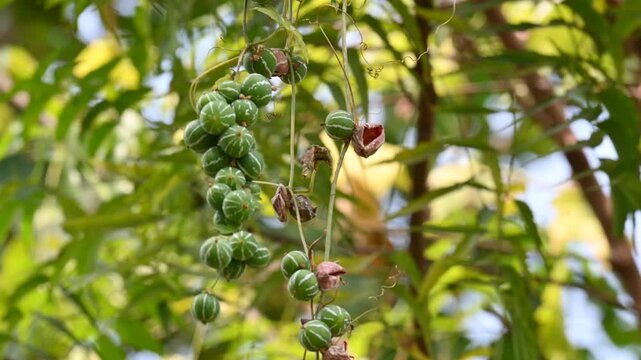 Diplocyclos palmatus fruits. It&nbsp;is a&nbsp;vine&nbsp;in the family&nbsp;Cucurbitaceae. Its common name is&nbsp;native bryony&nbsp;and&nbsp;striped cucumber.