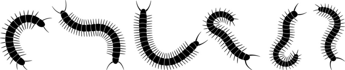 Centipede silhouettes in multiple curved crawling positions, black detailed arthropod insect vector collection isolated on white background for pest control and Halloween design © Sarsoti