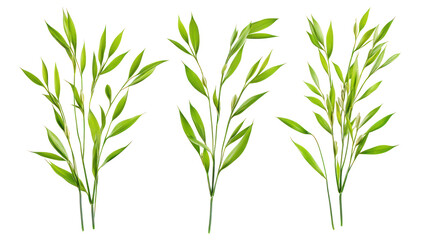 Three green bamboo branches on transparent background