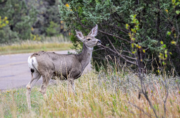 Bison, wild horses, elk, coyotes, and numerous species of birds live here.